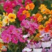 Nemesia Triumph Mix - Image 2